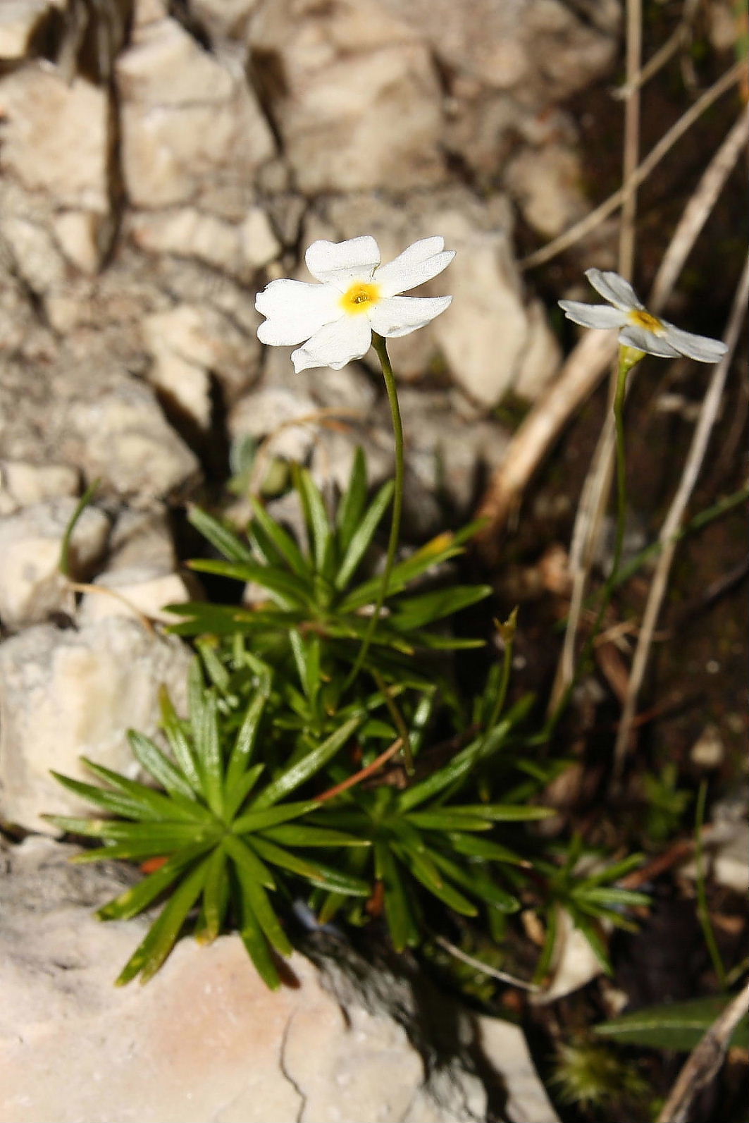 Androsace lactea /  Androsace lattea